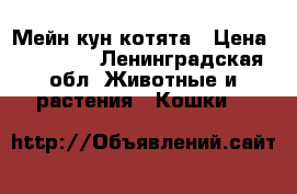 Мейн кун котята › Цена ­ 12 000 - Ленинградская обл. Животные и растения » Кошки   